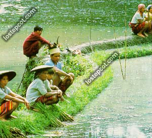 Symbiosis rice paddies